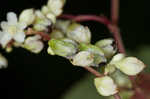 Fringed black bindweed